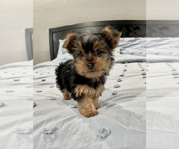 Medium Photo #1 Yorkshire Terrier Puppy For Sale in BROOKLAND, AR, USA