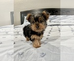 Small Photo #1 Yorkshire Terrier Puppy For Sale in BROOKLAND, AR, USA