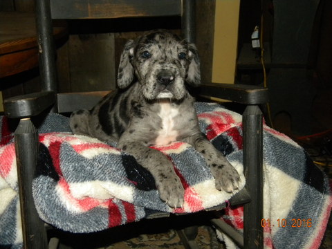 Medium Photo #1 Great Dane Puppy For Sale in PATASKALA, OH, USA
