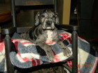 Small Photo #1 Great Dane Puppy For Sale in PATASKALA, OH, USA