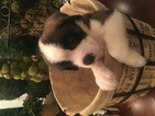Small Photo #1 Saint Bernard Puppy For Sale in FORT PAYNE, AL, USA
