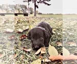 Labradoodle Litter for sale in PINE ISLAND, MN, USA