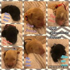 Labradoodle Litter for sale in TUCKERMAN, AR, USA