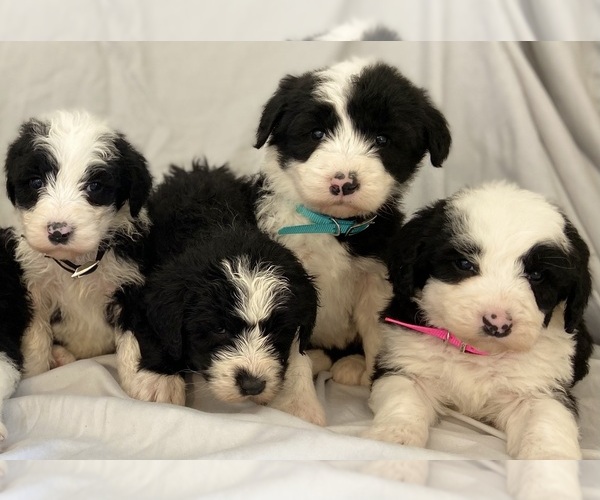Medium Photo #1 Sheepadoodle Puppy For Sale in MONTEVIEW, ID, USA