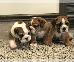 Bulldog Litter for sale in BOWLING GREEN, KY, USA