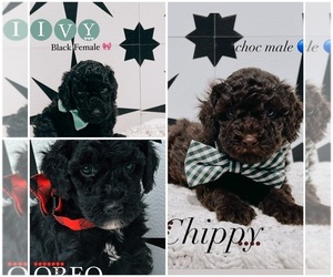 Goldendoodle (Miniature) Litter for sale in HERRIMAN, UT, USA