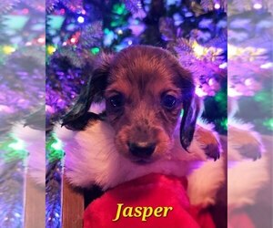 Dachshund Litter for sale in LOWELL, IN, USA
