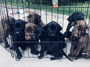German Shorthaired Pointer Litter for sale in SAINT CLAIR, MI, USA