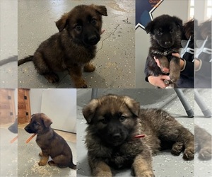 German Shepherd Dog Litter for sale in NEW HAVEN, KY, USA