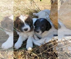 Pyredoodle Litter for sale in NASHVILLE, TN, USA