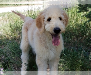Goldendoodle-Poodle (Standard) Mix Litter for sale in PEYTON, CO, USA