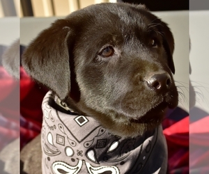 Labrador Retriever Litter for sale in PERRY, NY, USA