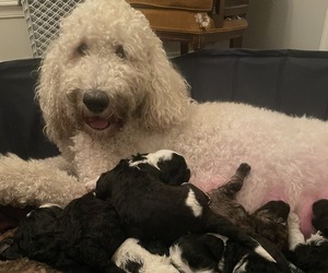 Goldendoodle-Sheepadoodle Mix Litter for sale in SPRINGFIELD, IL, USA