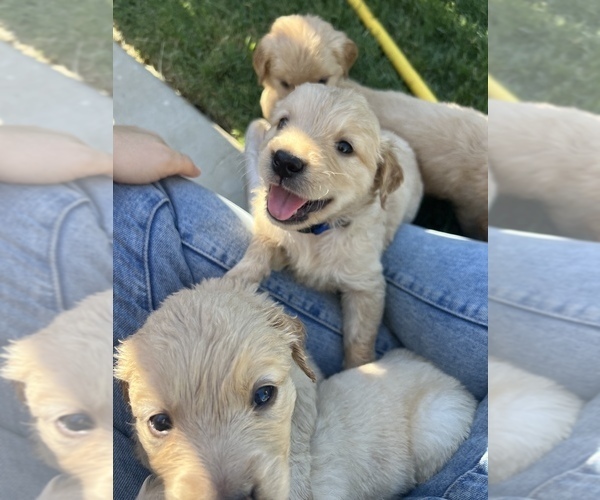 Medium Photo #1 Golden Retriever Puppy For Sale in VISALIA, CA, USA