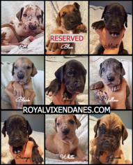 Great Dane Litter for sale in FORT WORTH, TX, USA