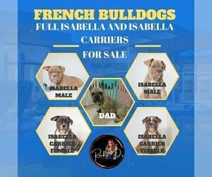 Medium French Bulldog