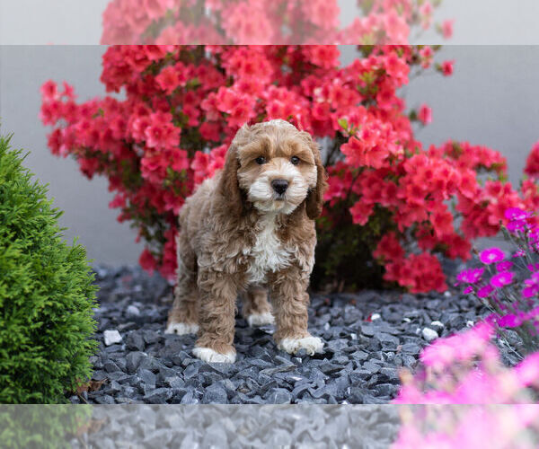 Medium Photo #1 Cocker Spaniel-Poodle (Miniature) Mix Puppy For Sale in WARSAW, IN, USA