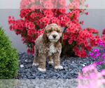 Small Photo #1 Cocker Spaniel-Poodle (Miniature) Mix Puppy For Sale in WARSAW, IN, USA