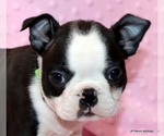 Small Photo #1 Boston Terrier Puppy For Sale in WINNSBORO, TX, USA