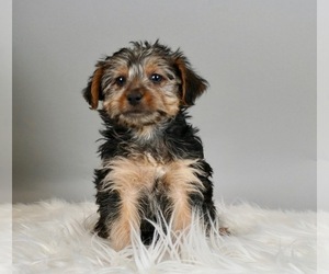 Poodle (Toy)-Yorkshire Terrier Mix Litter for sale in WARSAW, IN, USA