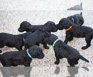 Poodle (Standard) Litter for sale in CHATFIELD, MN, USA