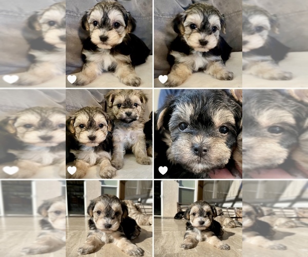 Medium Photo #1 Maltipoo Puppy For Sale in SANTA MARIA, CA, USA