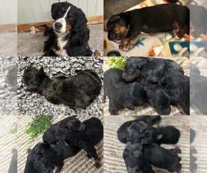 Miniature Bernedoodle Litter for sale in GERMANTOWN, OH, USA