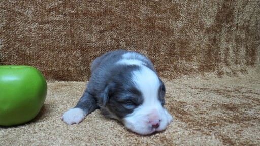 Medium Photo #1 Australian Shepherd Puppy For Sale in JEFFERSON, SC, USA