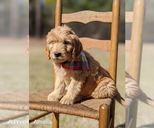 Medium Goldendoodle