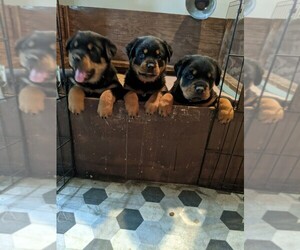 Rottweiler Litter for sale in DANVILLE, IL, USA