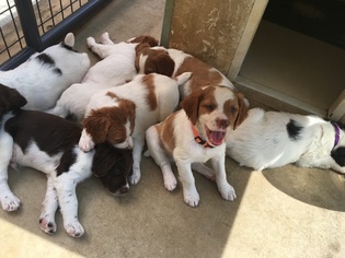 Brittany Litter for sale in COXS CREEK, KY, USA
