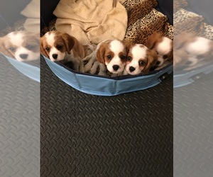 Cavalier King Charles Spaniel Litter for sale in TEMECULA, CA, USA
