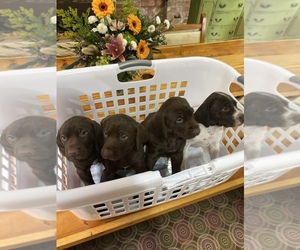 German Shorthaired Pointer Litter for sale in GOLD BEACH, OR, USA