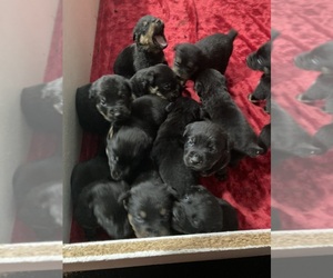 Rottweiler Litter for sale in MACOMB, MI, USA
