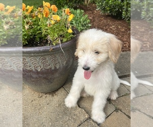 Bernedoodle Litter for sale in MOUNT WASHINGTON, KY, USA