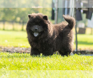 Chow Chow Litter for sale in NAPPANEE, IN, USA