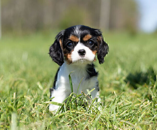Medium Photo #1 Cavalier King Charles Spaniel Puppy For Sale in WARSAW, IN, USA