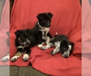 Border Collie-Texas Heeler Mix Litter for sale in HILLSBORO, WI, USA