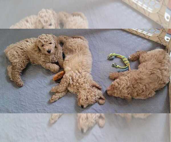 Medium Photo #1 Labradoodle Puppy For Sale in LOCUST DALE, VA, USA