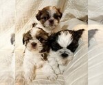 Small Photo #1 Shih Tzu Puppy For Sale in ALLENSVILLE, KY, USA
