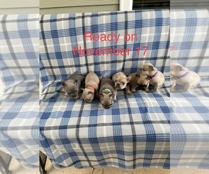 French Bulldog Litter for sale in WINDER, GA, USA