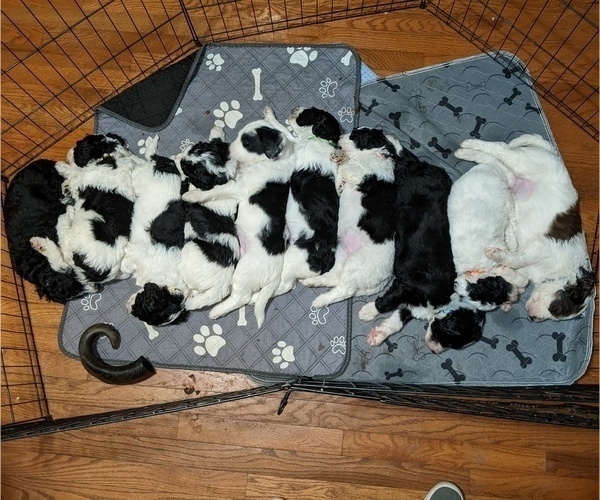 Medium Photo #1 Sheepadoodle Puppy For Sale in LITTLETON, CO, USA
