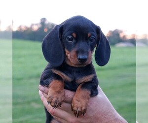 Dachshund Litter for sale in ELVERSON, PA, USA