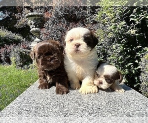 Shih Tzu Litter for sale in HAYWARD, CA, USA