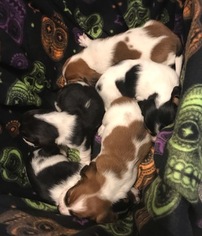 Basset Hound Litter for sale in CASTLE, PA, USA