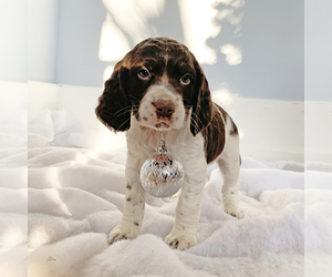 English Springer Spaniel Litter for sale in MADISON, OH, USA