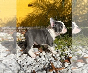 French Bulldog Litter for sale in SPRING HILL, FL, USA