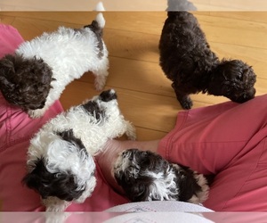 Poodle (Toy) Litter for sale in GRAHAM, NC, USA