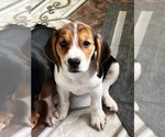 Small Photo #1 Beagle Puppy For Sale in CHANDLER, AZ, USA