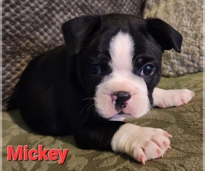Boston Terrier Litter for sale in LEXINGTON, IN, USA